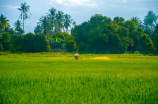 生物杀虫剂(探索生物杀虫剂的崭新前景)