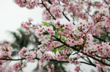 台湾综艺节目(综艺节目大爆炸：台湾的《嗑药日报》成精？！)